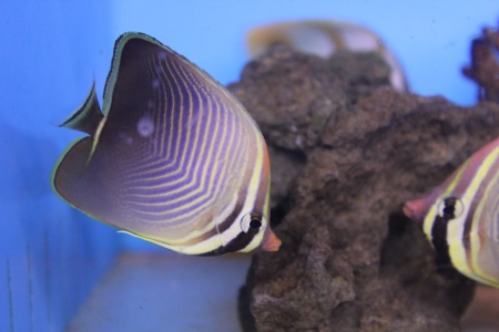  Chaetodon baronessa (Eastern Triangular Butterflyfish)